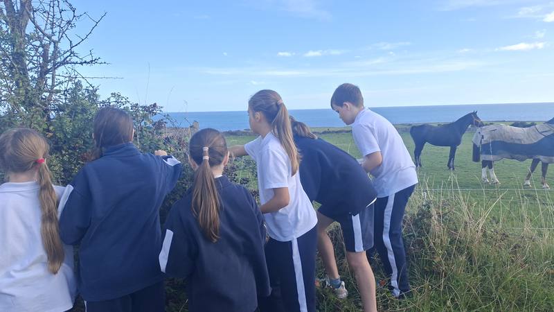 Meeting the horses in a field by the sea