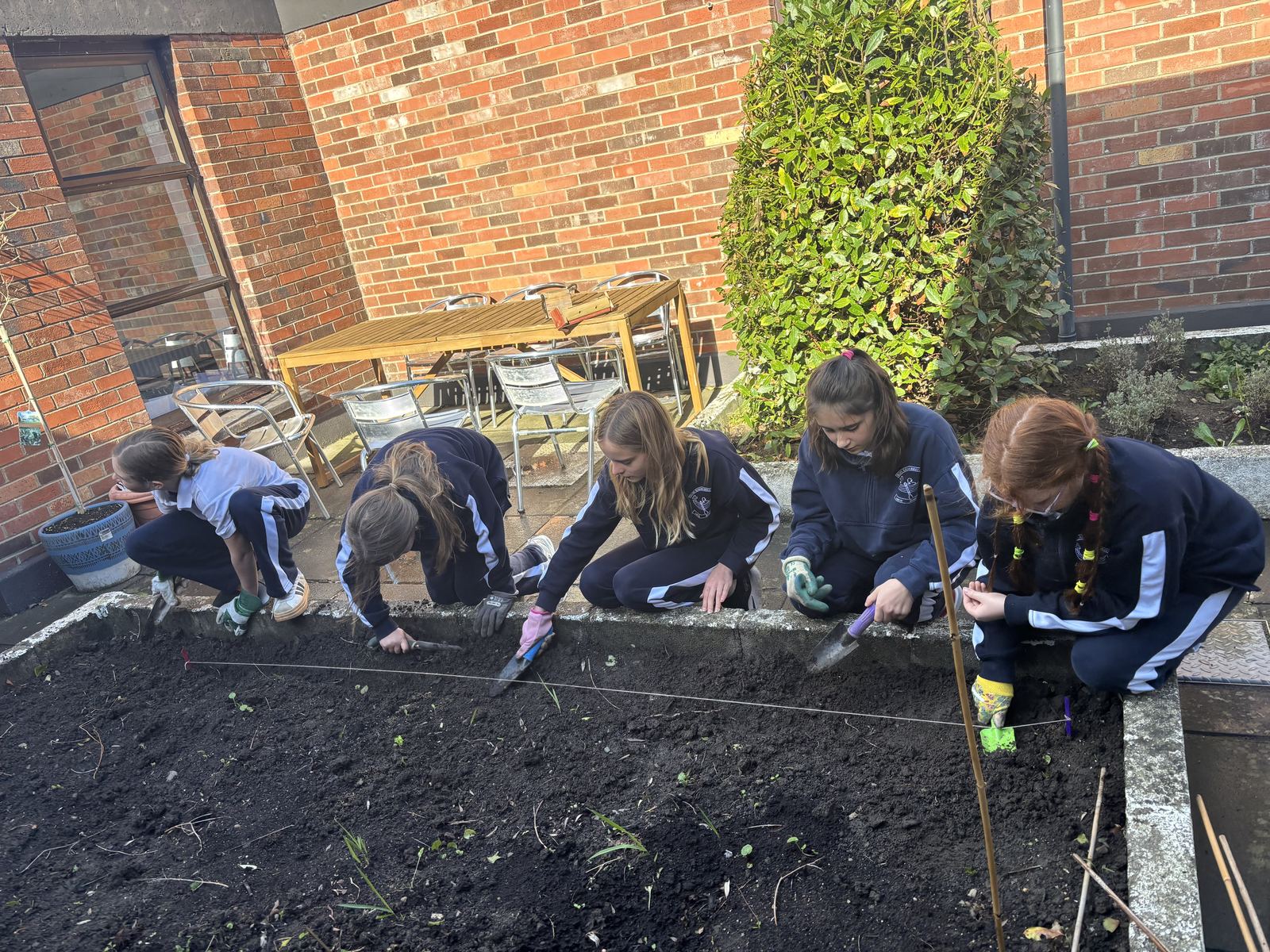 Gardeners sowing winter radishes in the courtyard bed
