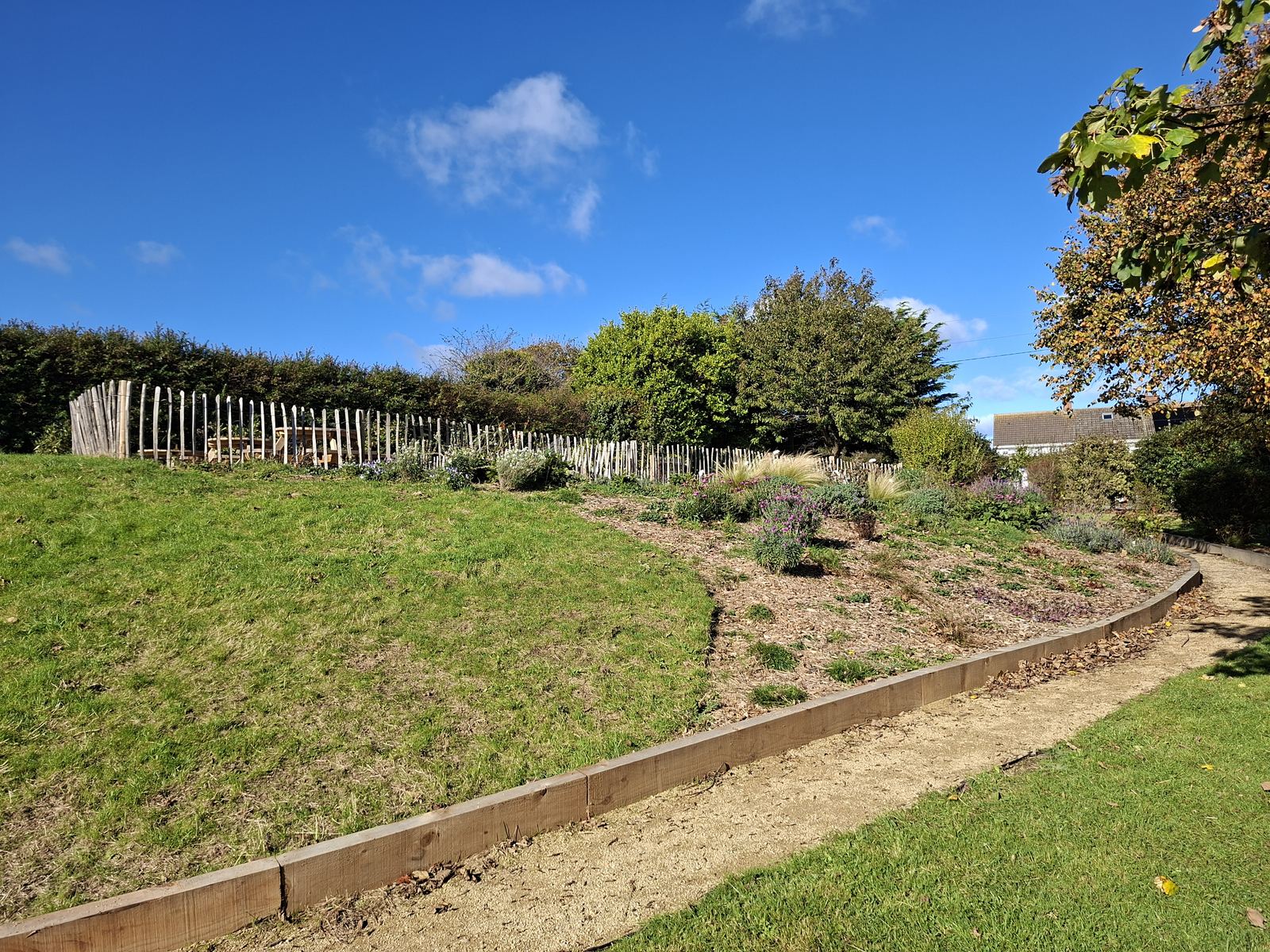 Native planting along the school border